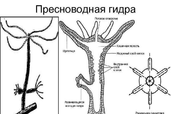 Найти ссылку на кракен